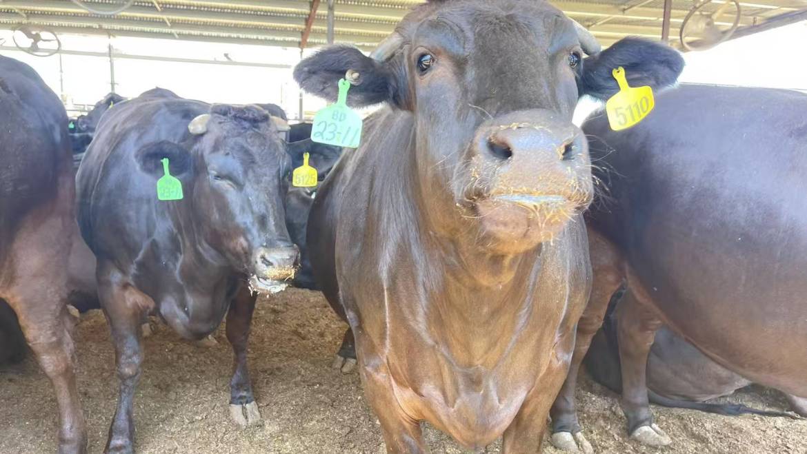 Cattle Industry