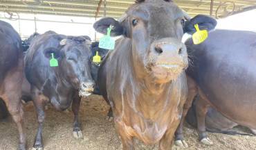 Cattle Industry