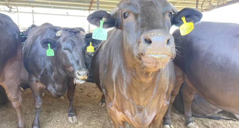 Cattle Industry